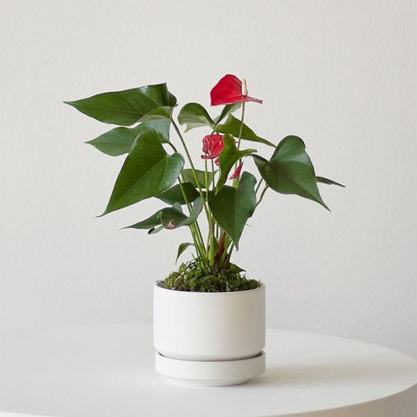 آنتوریوم - پادشاه قلب ها