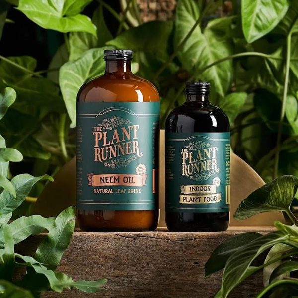 درخشنده طبیعی برگ روغن چریش